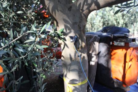Neilsen harvester using a trunk-shaking Noli head in olive orchard: Instrument on trunk to test displacement
